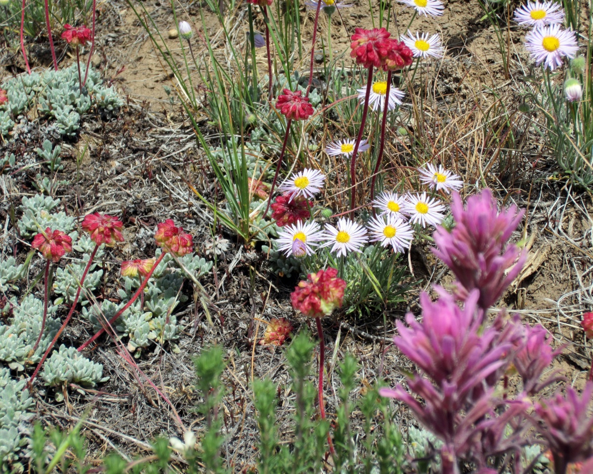 picture of many different plants - small succulents, purple daises, and pink painbrush, 