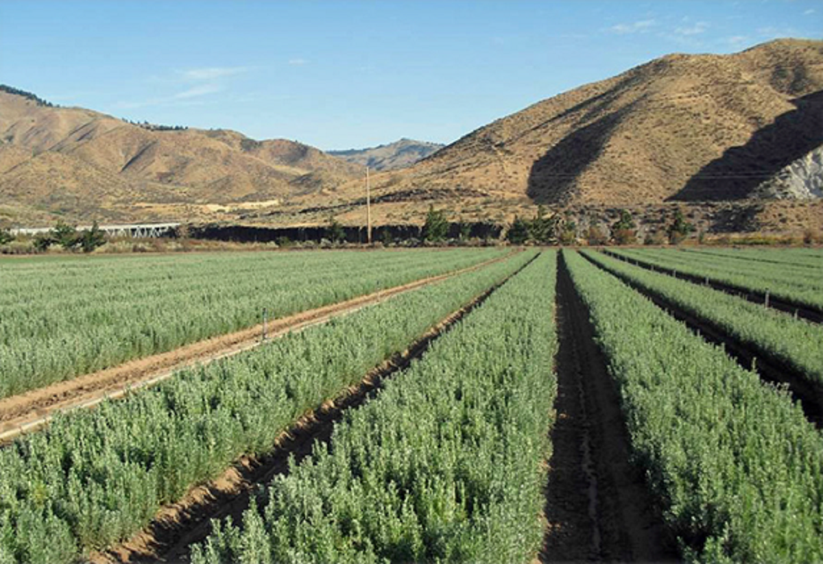 Rows of vegetation growing in a field.