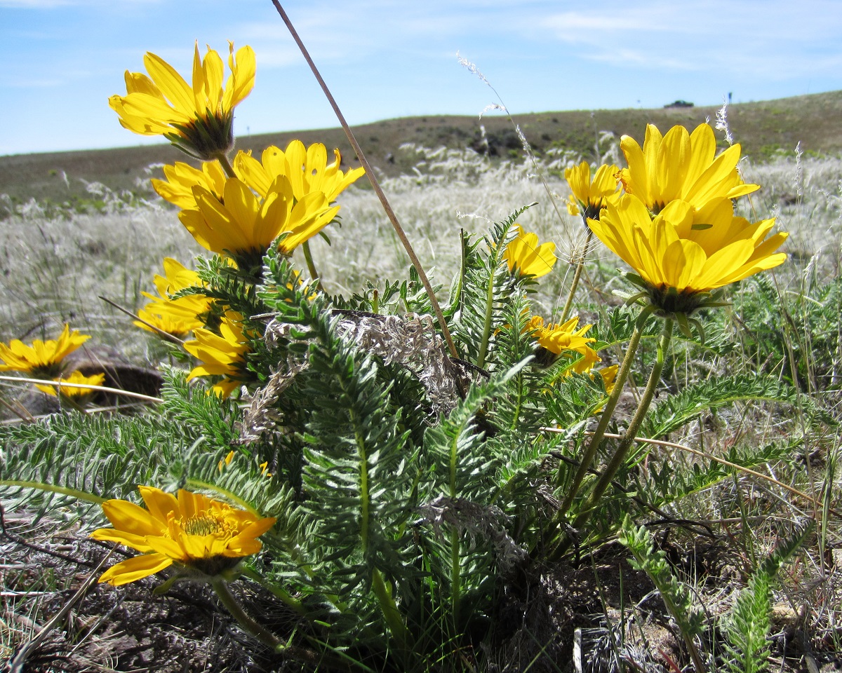 Bright yellow balsam root flowers growing in  the soil.