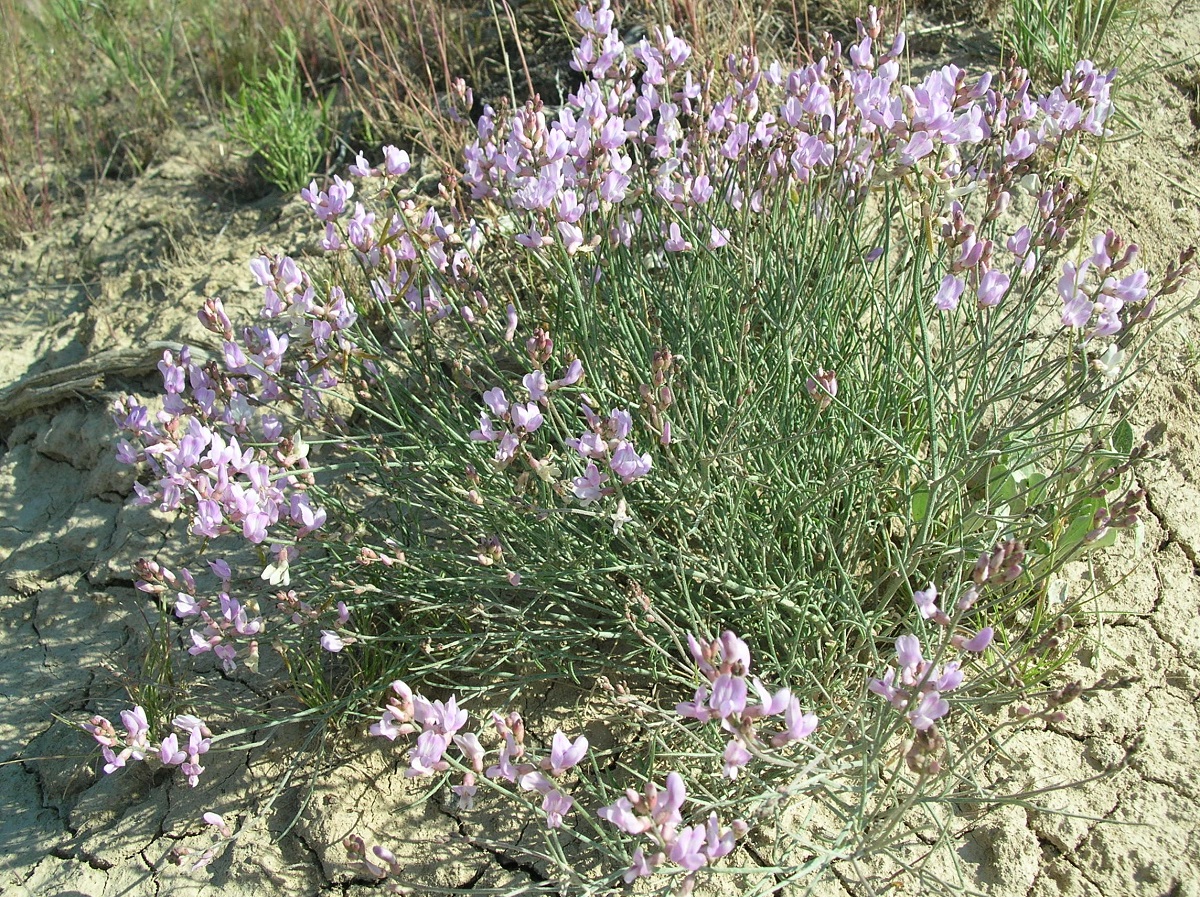 A green milkvetch plant with light purple flowers.