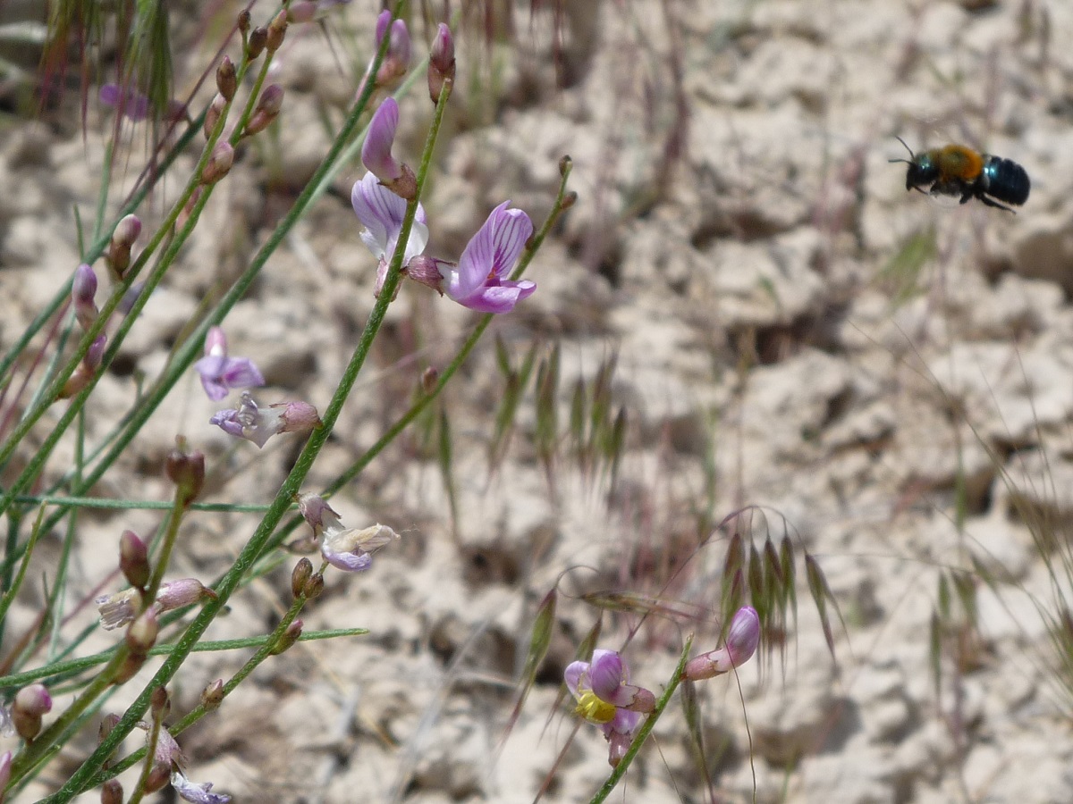 A bee flying to small purple pea flowers