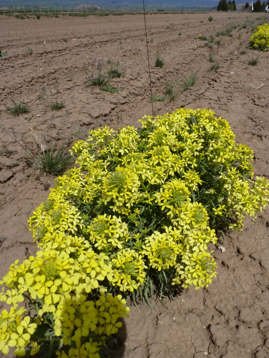 A row of Western wallflower (Erysimum asperum) in a muddy field.