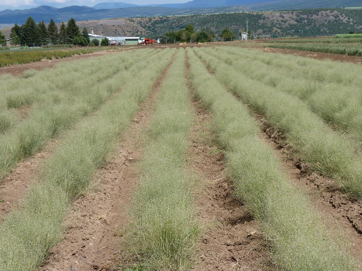 Rows of Indian ricegrass in an agricultural field.