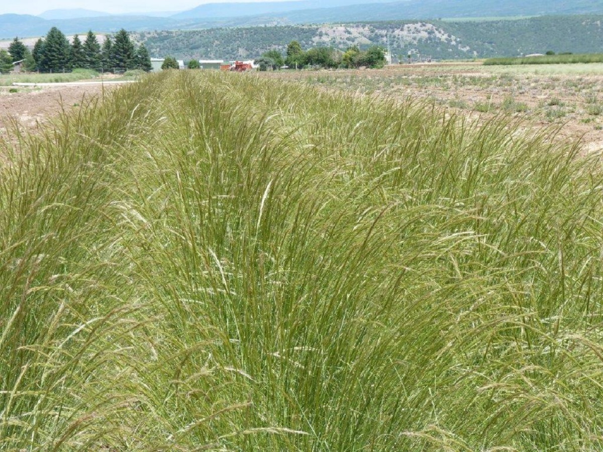 Rows of green needlegrass in a field.