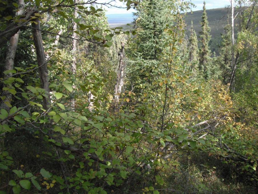 Boreal Forest Spruce-Birch White Mountains E Geisler 