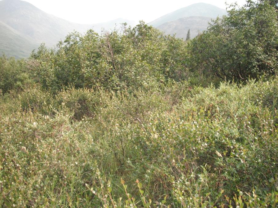 Tall Shrub woodland  White Mountains E Geisler