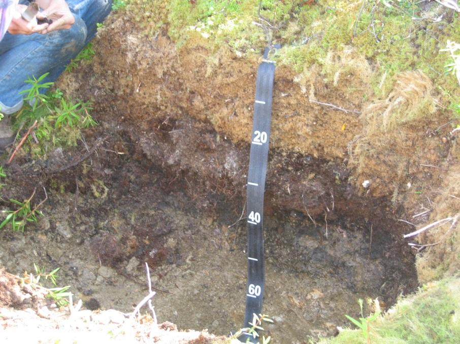 Deep Moss- Fairbanks E Geisler