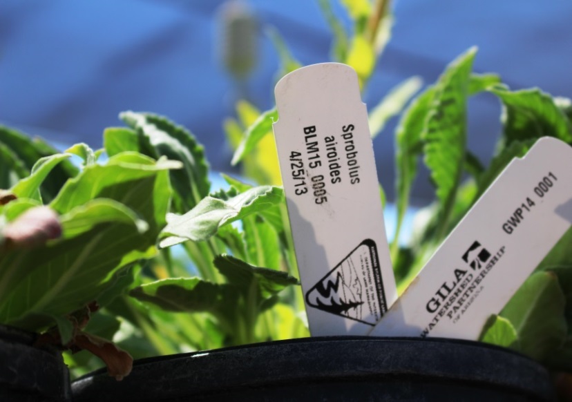 Plants grow in the Discovery Park Campus greenhouse at Eastern Arizona College. 