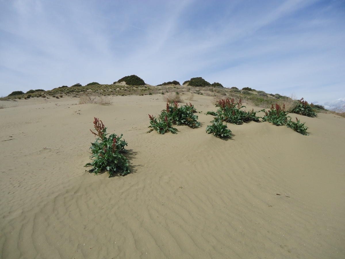 monocline ridge