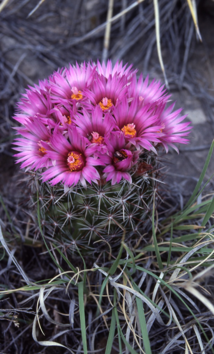 Coryphantha_vivipara