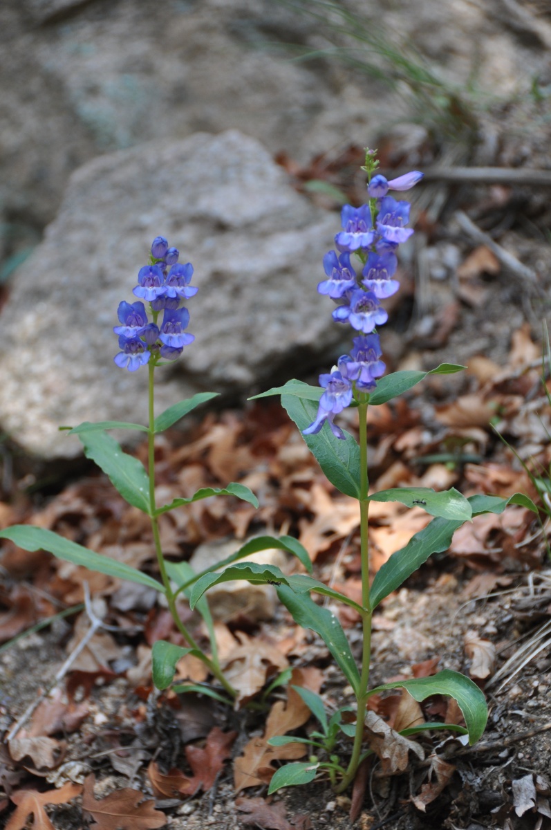 Penstemon Glaber - Reynolds