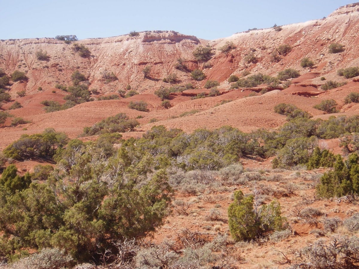 Junipers on Chugwater formation in the Pryor Mountains