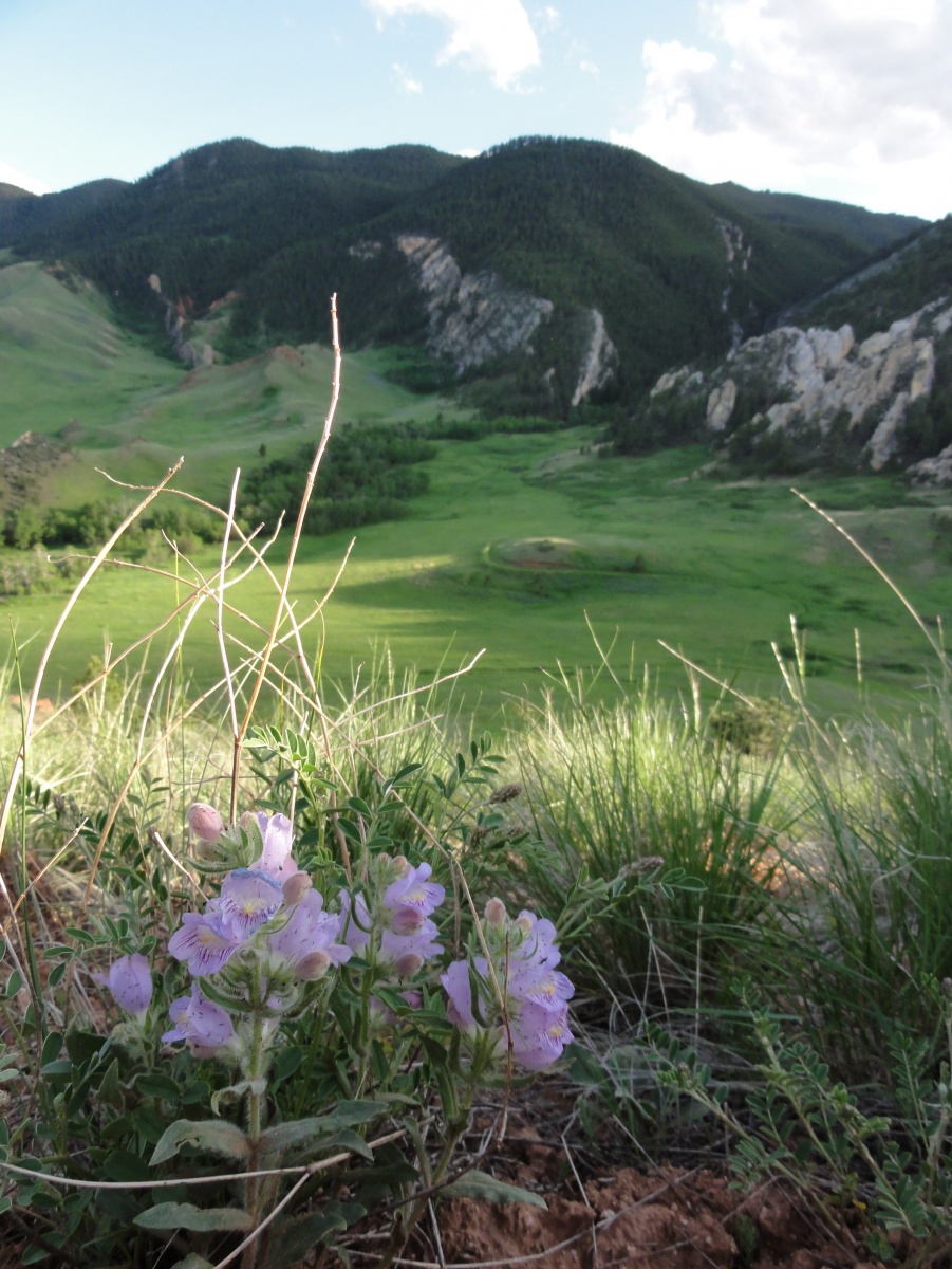 A small pink flower grows on the side of a ridge, overlooking a grassy basin below.