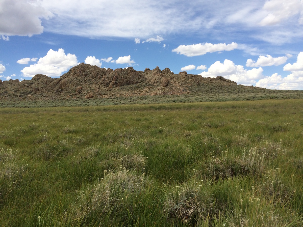 Grassy meadow with small white flowers growing in the foreground.