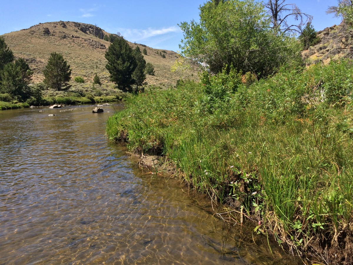  A green, grassy bank rises up from a river.