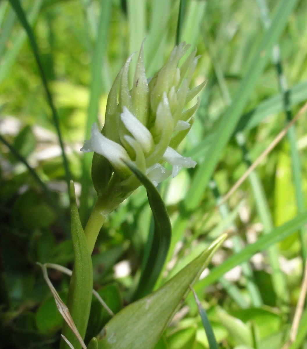 A close-up of a pale white flower in a grassy meadow.