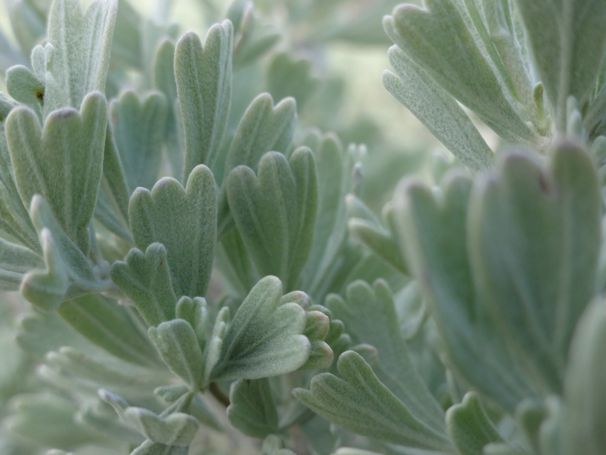 Close-up of big sagebrush leaves.