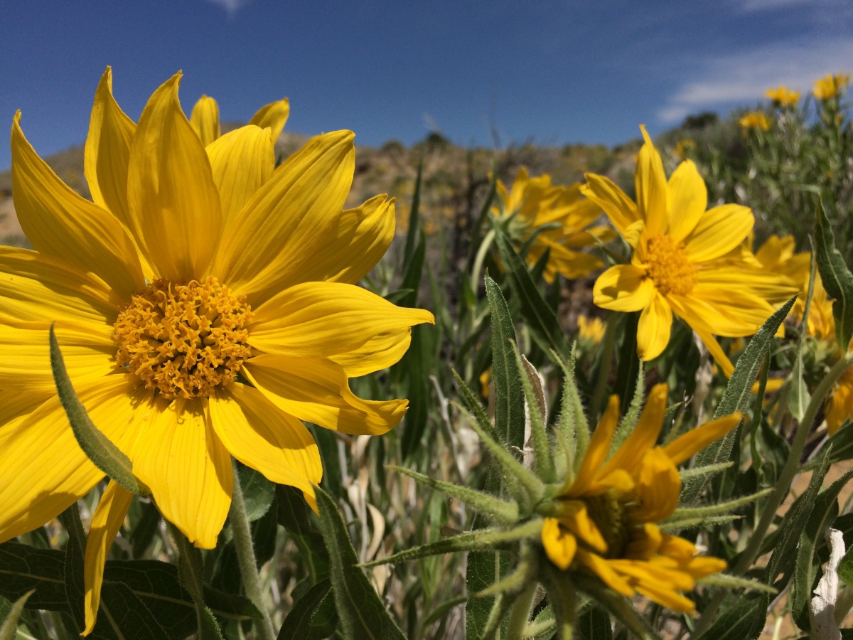 Close-up of yellow sunflower-looking flowers.