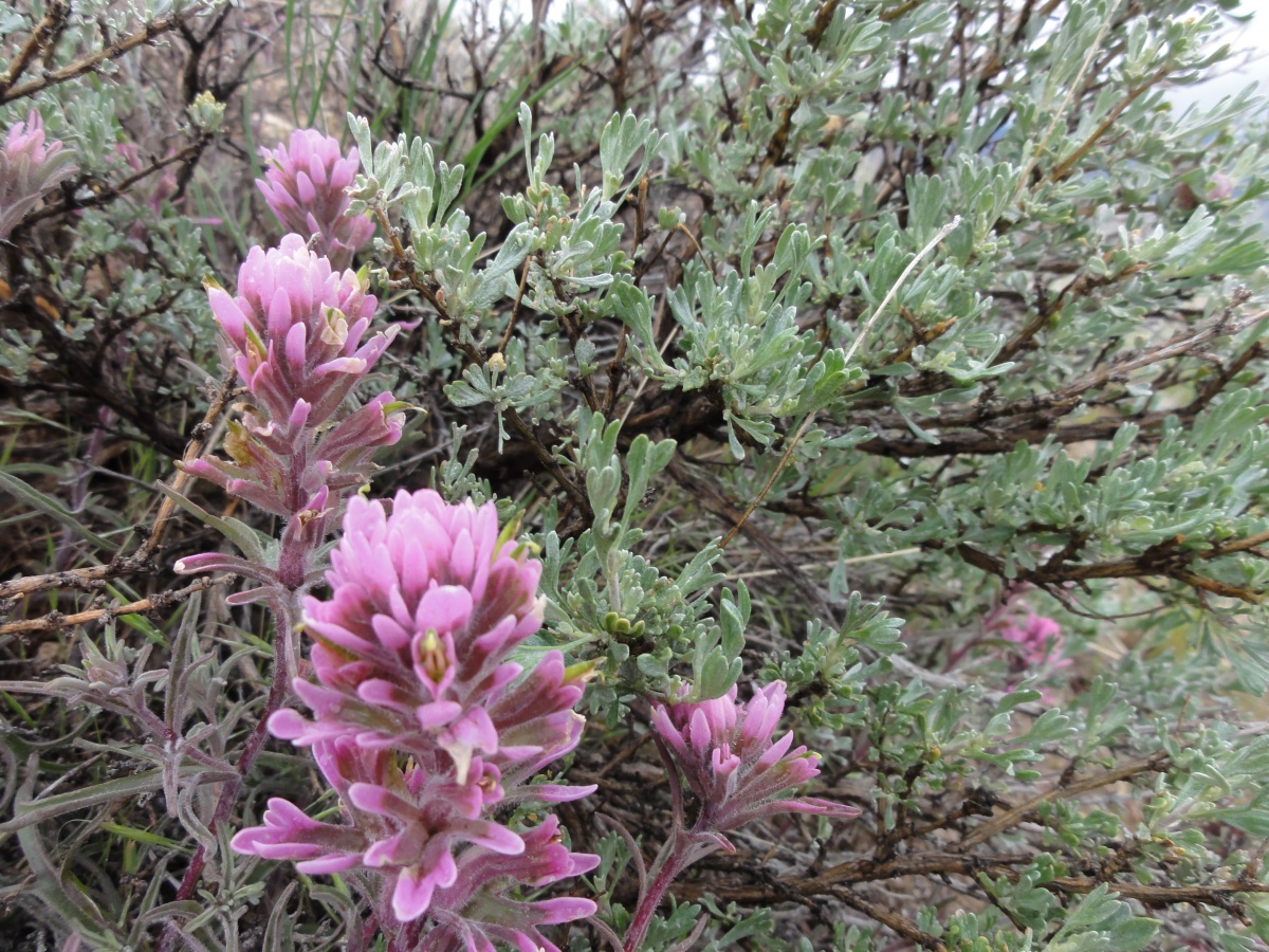 Pink, elongated flowers in the midst of sagebrush.
