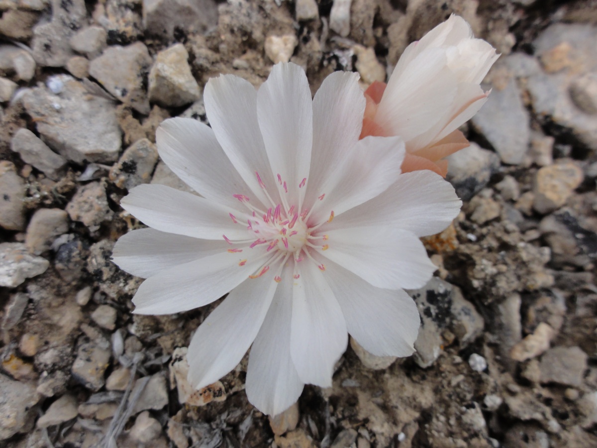 Close-up of a white flower with pink center.