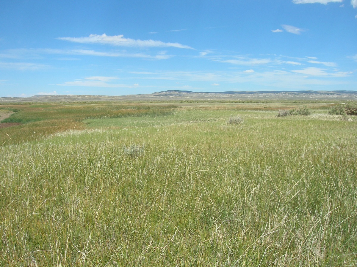 An expansive prairie with light green grass growing all the way to the horizon.