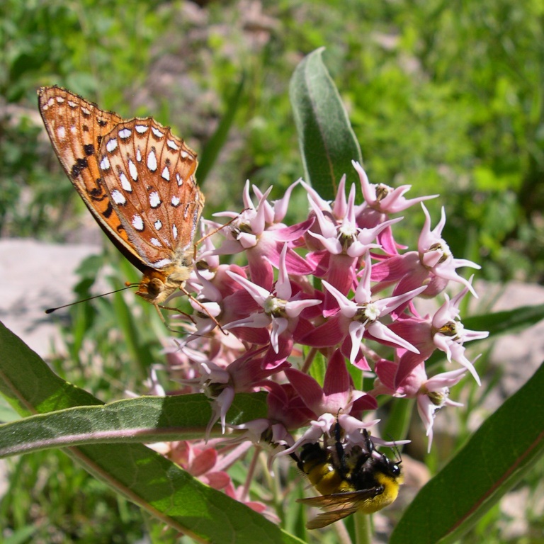 butterfly on milkweed