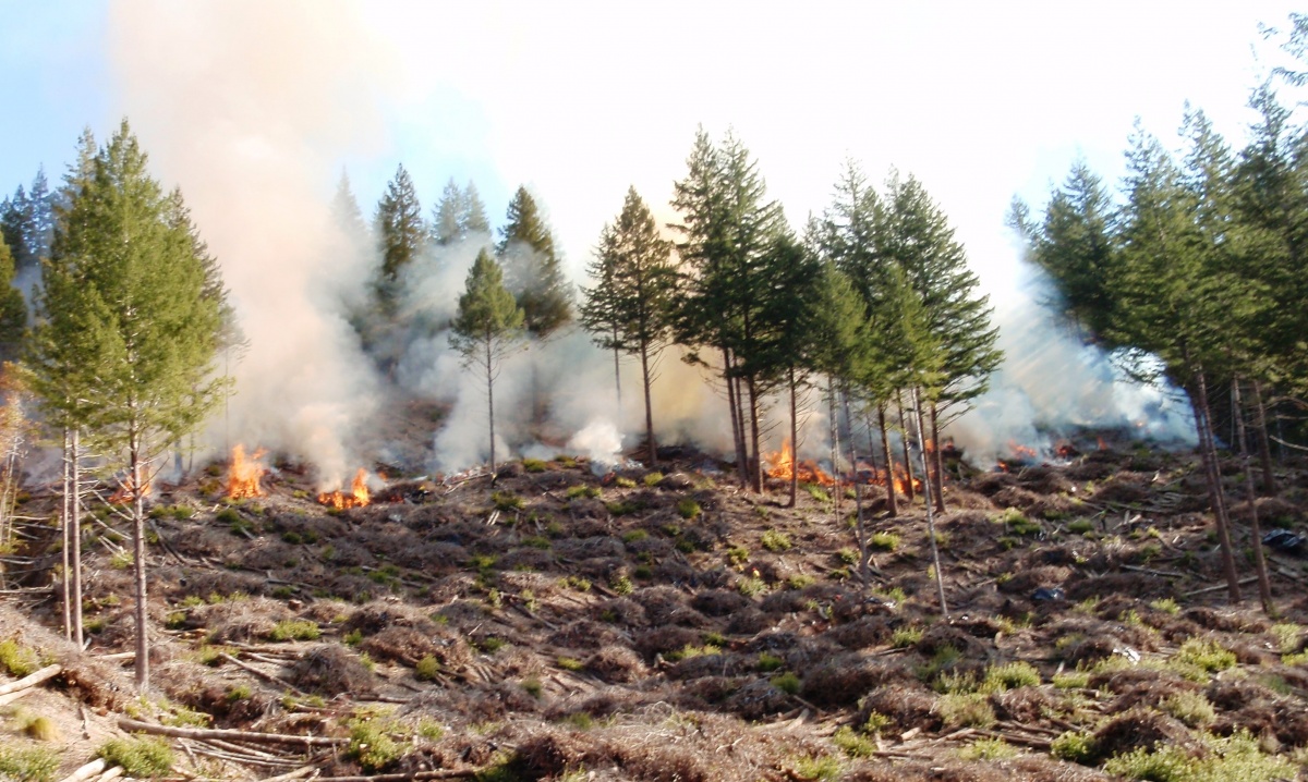 Prescribed burn to control Sudden Oak Death in Curry County Oregon