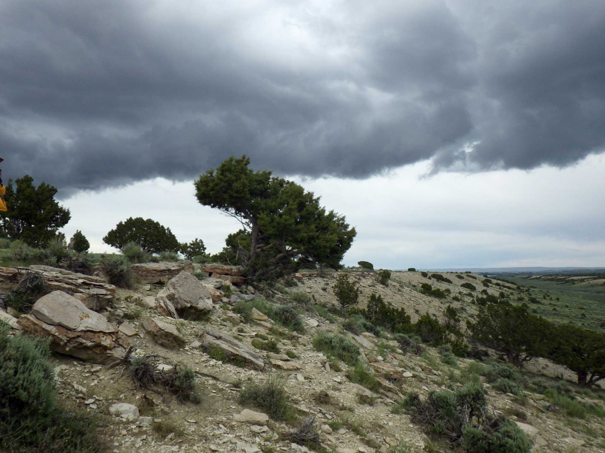 A scraggly juniper bush grows out of a rocky hill, with storm clouds overhead.