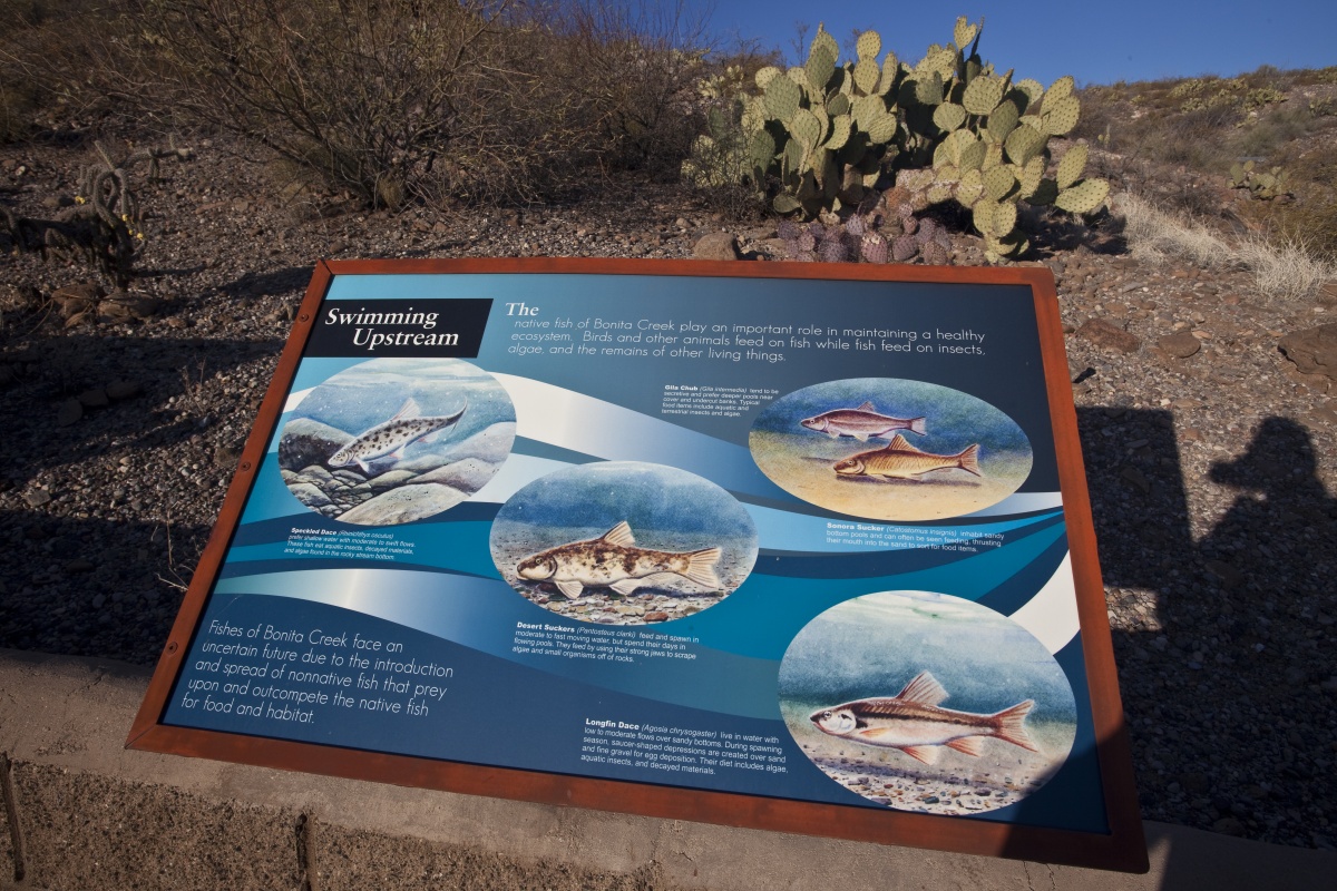 The BLM is actively involved in monitoring water and reintroducing native fish in Bonita Creek in the Gila Box.
