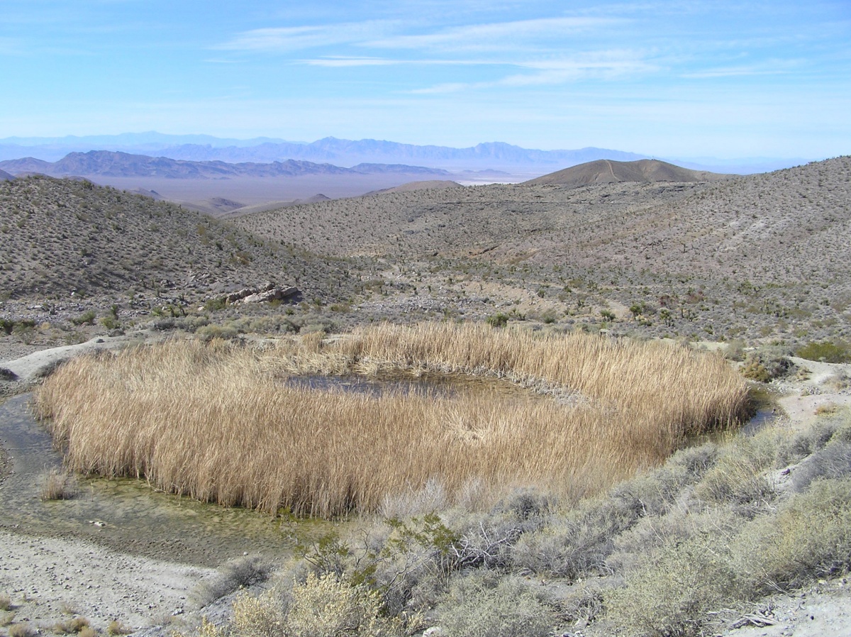 Lowest pool of Grapevine Spring, near Pahrump, NV