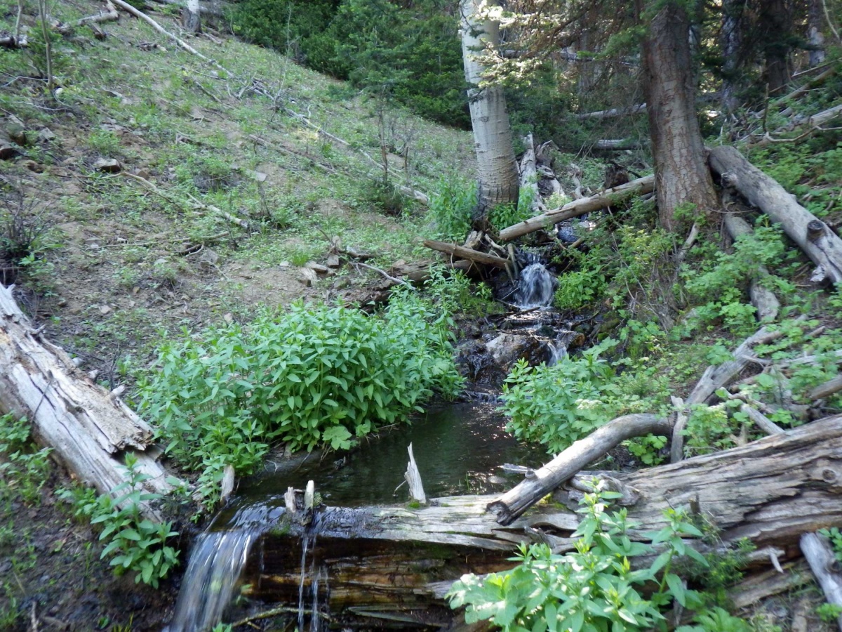 A small creek trickles down a hill on a forested hill.