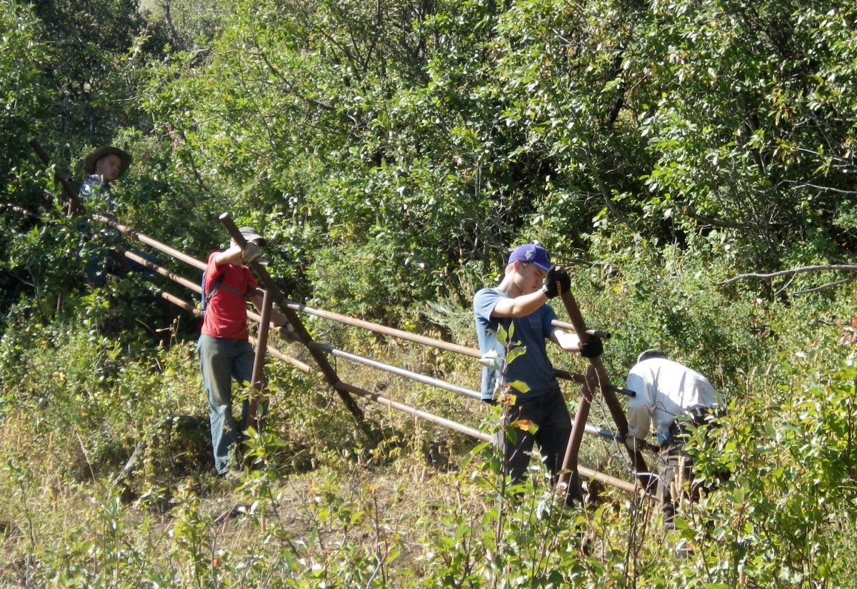 Three boys work on a pole fence enclosure in a  riparian area amidst bushes and tall grass.