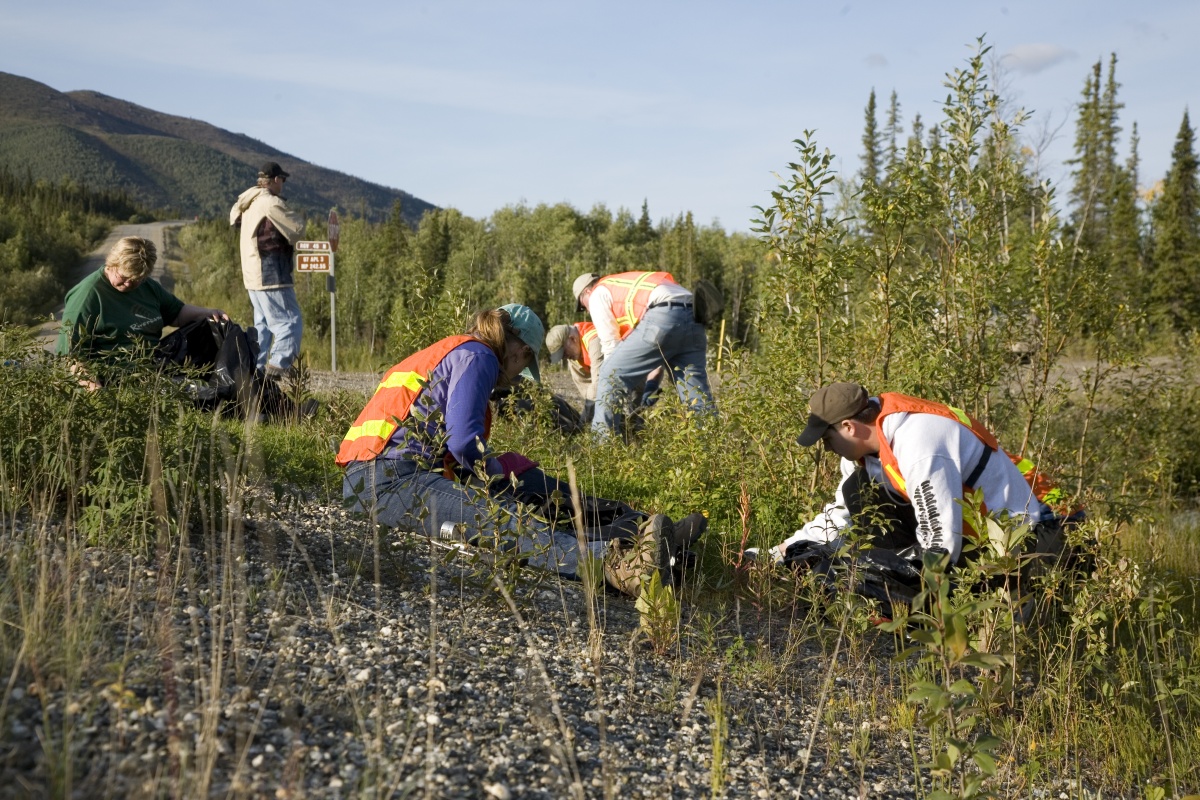 Gloved hand holding White Sweet Clover at Rosie Creek along the Dalton Highway in Alaska.