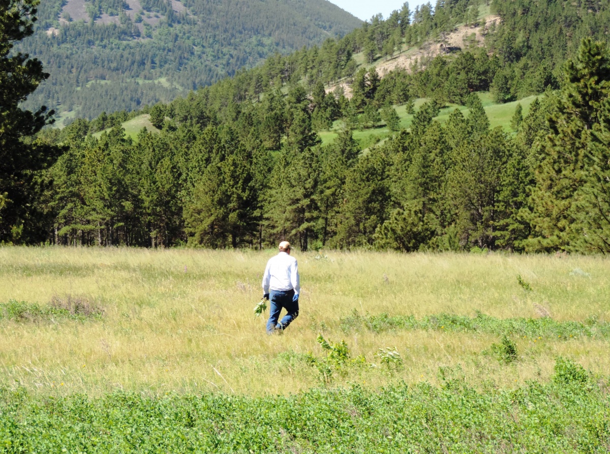 Zortman Weed Roundup