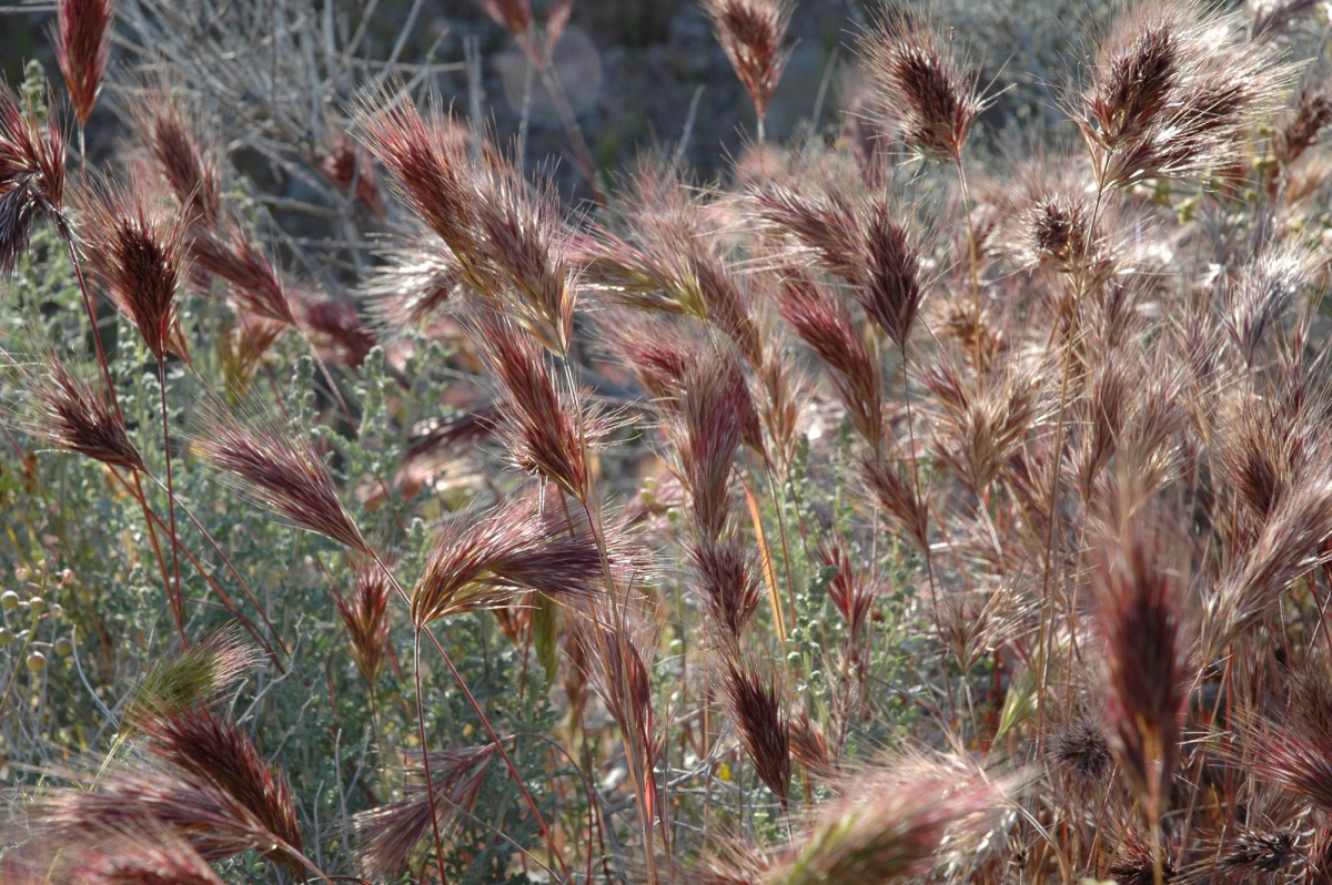 Red brome is an invasive noxious weed.