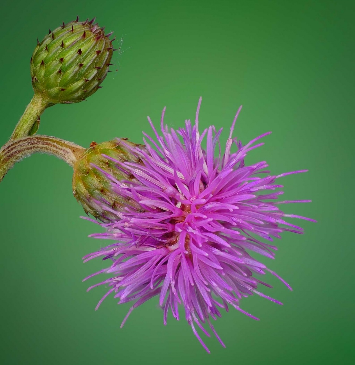 Close up of a purple Canada Thistle.