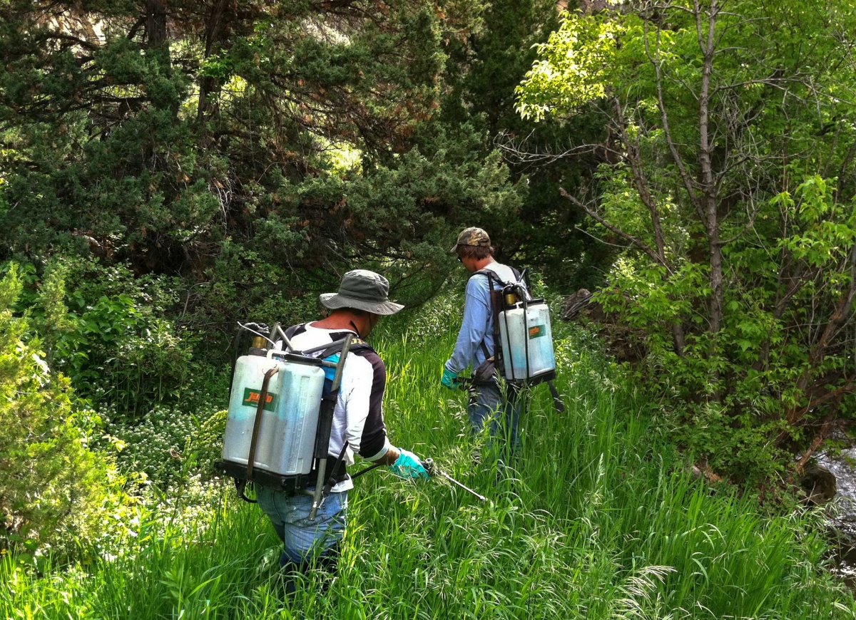 Two employees with their back to the camera, are walking through tall, green grass spraying.