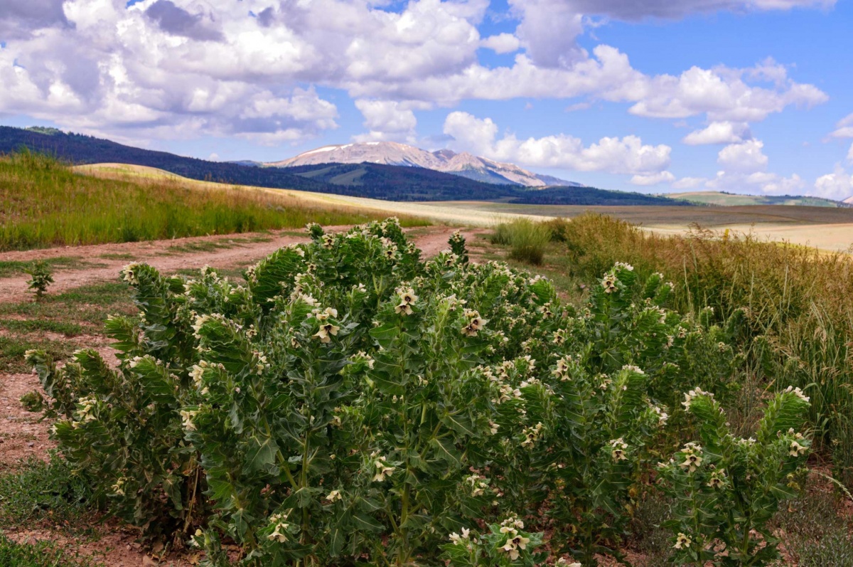 Close up of a bunch of black henbane growing near a trail with mountains in the background.