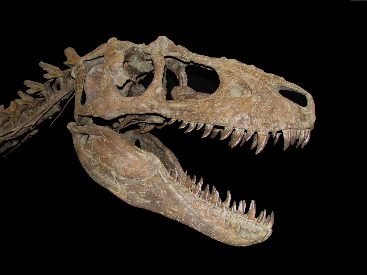 Photo of only named Kaiparowits tyrannosaurid dinosaur, Teratophoneus curriei. This is most likely the tyrannosaur preserved at the site.