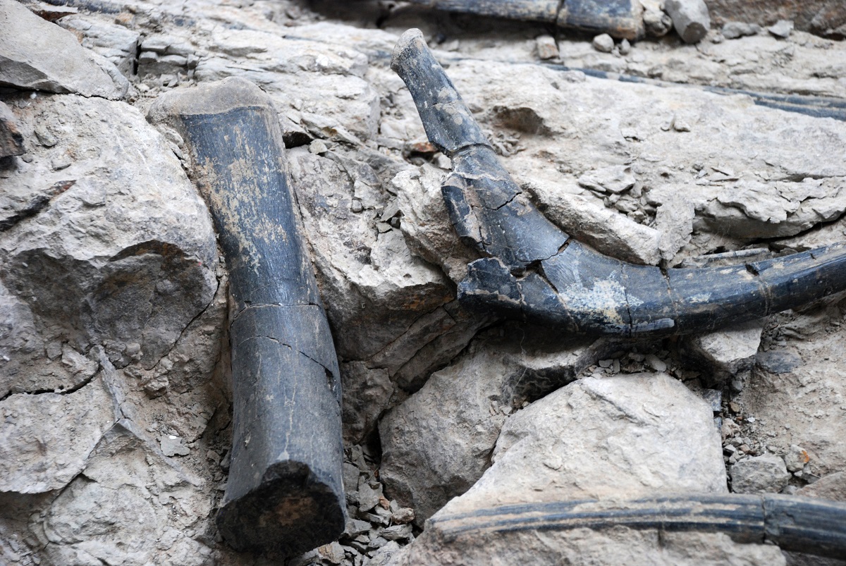 Bones in situ at the Cleveland-Lloyd Dinosaur Quarry. 