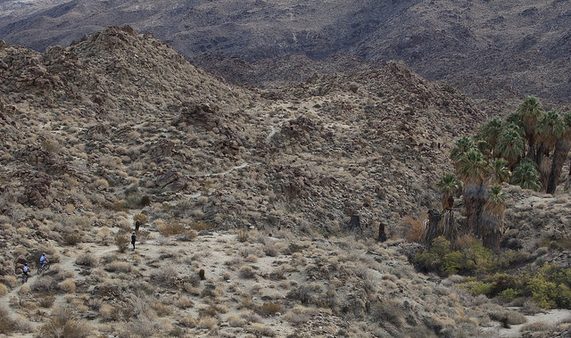 Hikers yield to mountain bikers along the Art Smith Trail. Rocky hills surround and a California Fan Palm oasis is adjacent to the trail. Photo by Bob Wick, BLM.