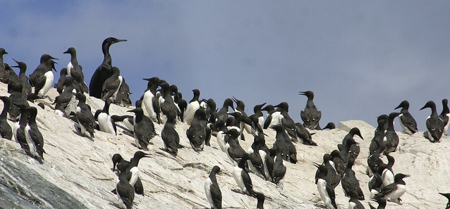 Common Murres on a rock (Photo by Bob Wick)