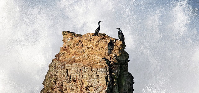 Birds on the rocks at Point Arena-Stornetta (Photo by David Ledig, BLM)
