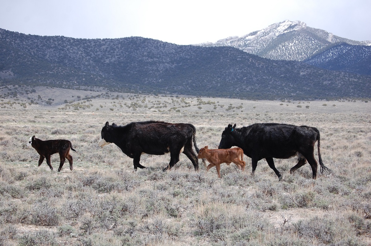 Cows and their calfs walk through a grassland on a cold fall morning. 