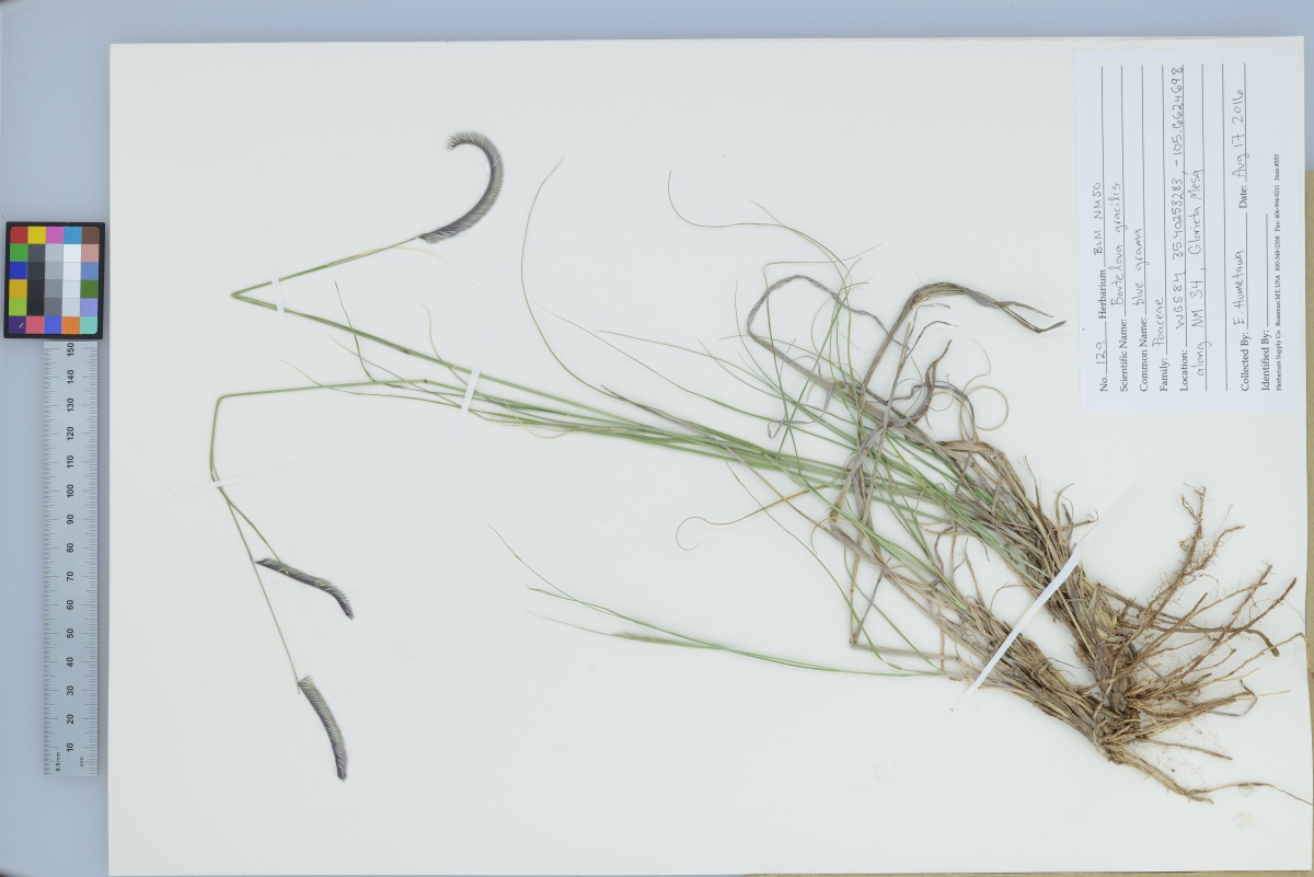 pressed grass specimen for the BLM New Mexico herbarium
