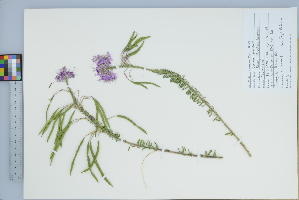 pressed plant with pink flowers and long green seed pods in the BLM New Mexico herbarium