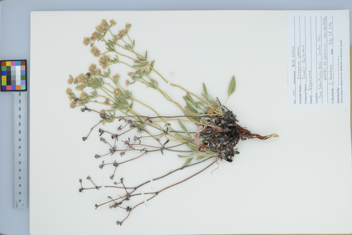 pressed plant specimen in the BLM New Mexico herbarium