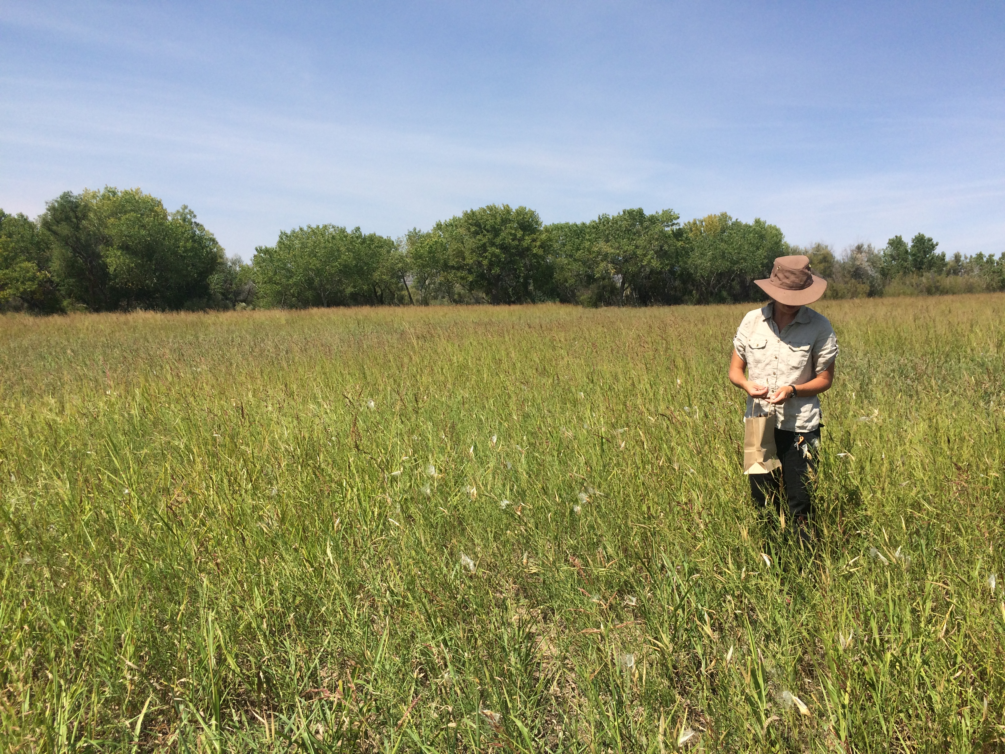 Person collecting native seed from grassland