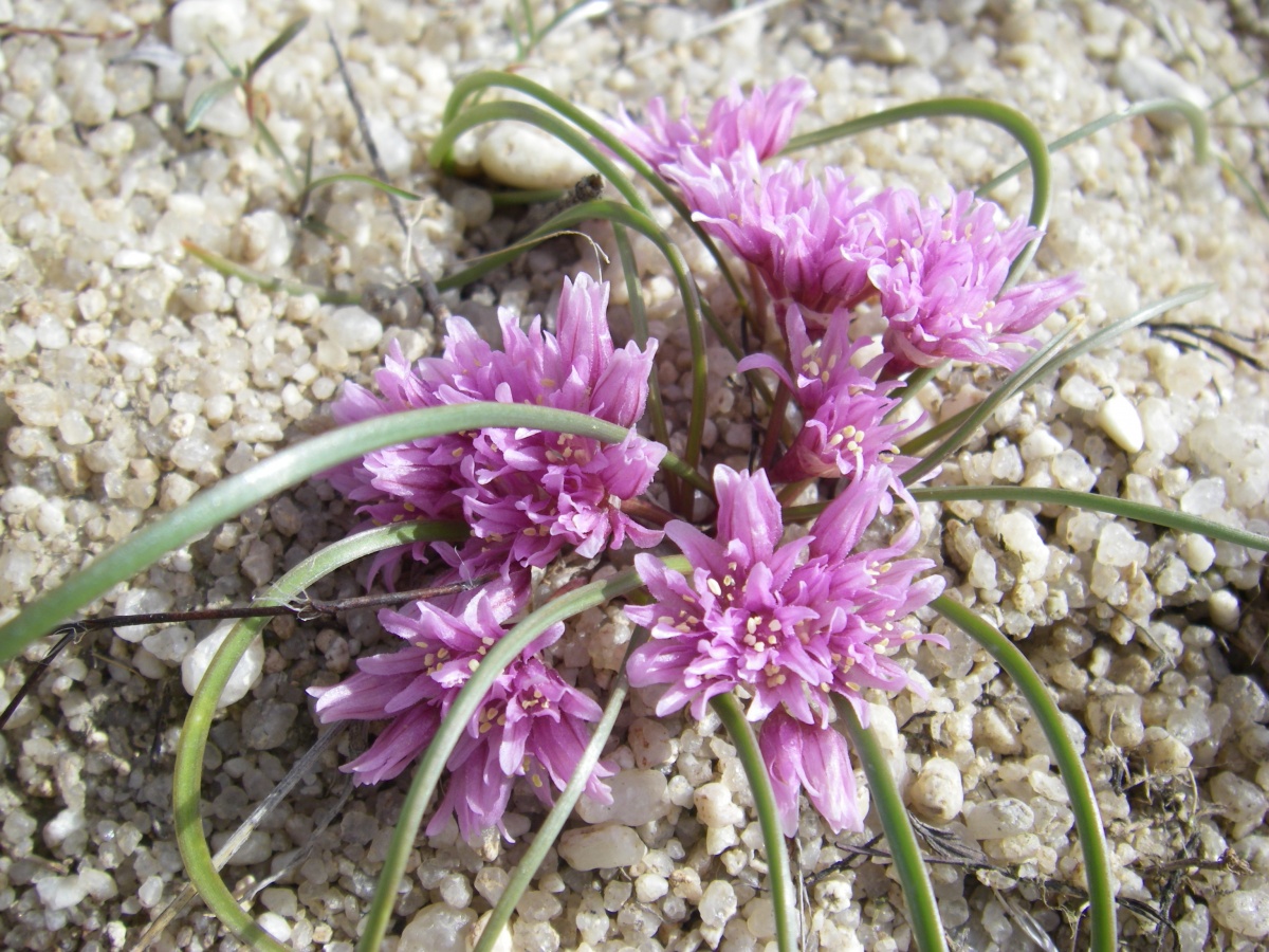 plant with long, narrow leaves and many pink flowers coming right out of the ground