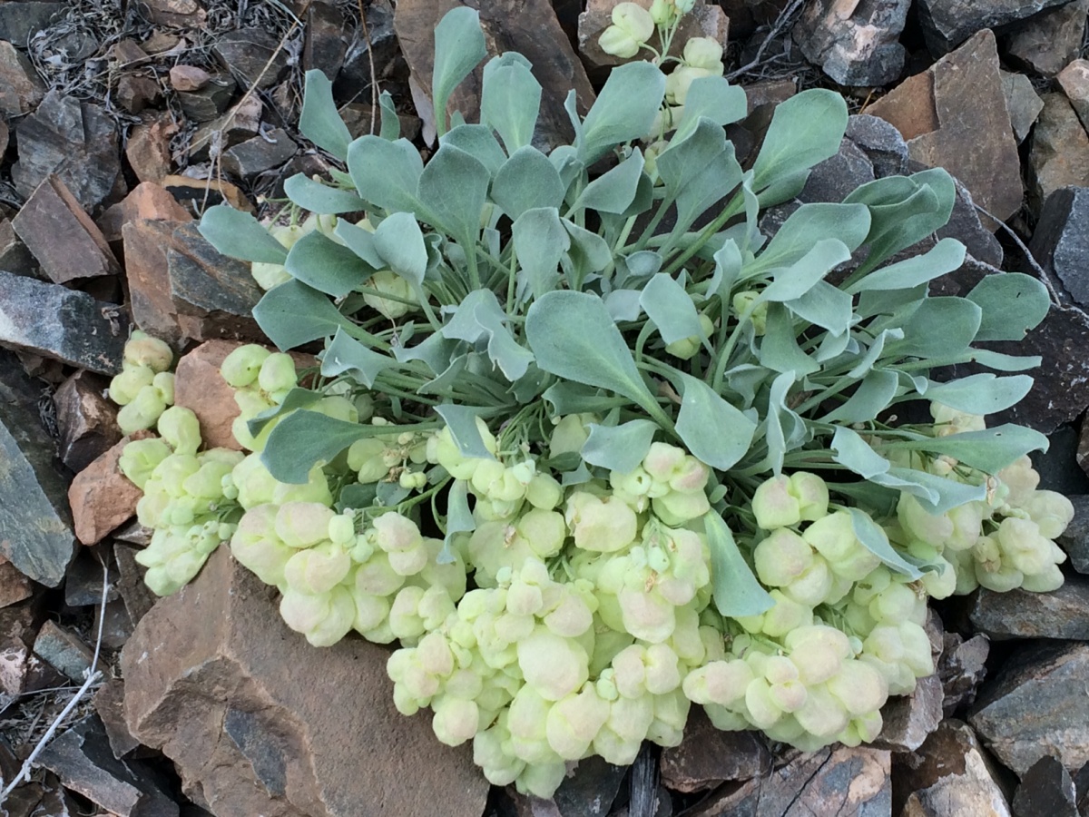 small plant growing on rocky ground with cream colored bladder pods that look a bit like popcorn 
